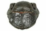Wide, Enrolled Pedinopariops Trilobite - Excellent Eyes #347751-2